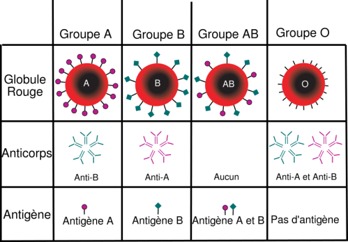 groupe-sanguin2